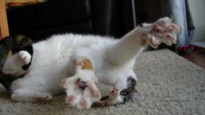 Как да се определят спазмите от котката